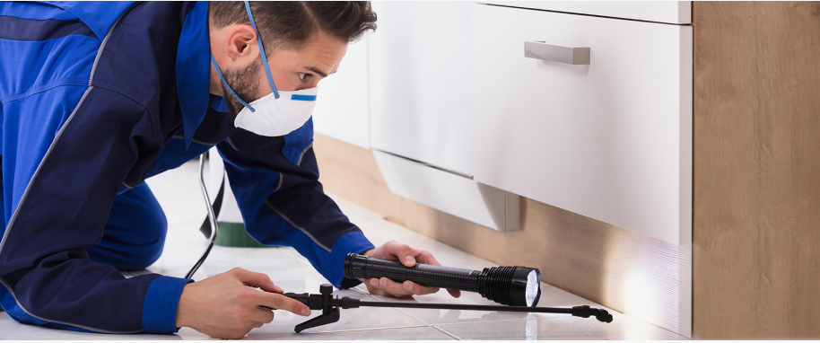 Greenville pest xpert removal